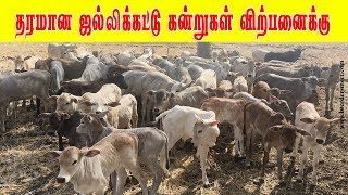 புலிக்குளம் காளை  Highly active Jallikattu Bull  Pulikulam calf for sale [upl. by Nowell]