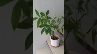 My Pachira Plant quotMoney Treequotmy moneytree plants shortsviral [upl. by Hendricks]