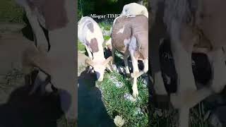 Himalayan Ibexes MISGAR Valley HUNZA Gojal youtubeshorts video viralshorts viralvideo Misgar [upl. by Lelith]