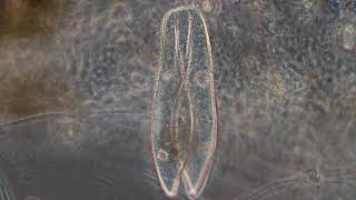 Paramecium conjugation  Protozoans and other small critters [upl. by Riobard210]