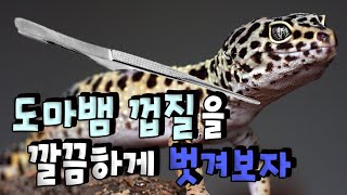 메디컬더쥬초 시원함주의 도마뱀껍질 깔끔하게 벗겨보자 [upl. by Arednaxela]