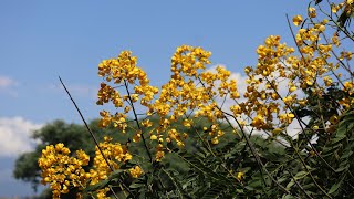 Senna spectabilis  Caracteristicas y cuidados basicos  flora argentina  carnaval  vainillo [upl. by Cherry243]