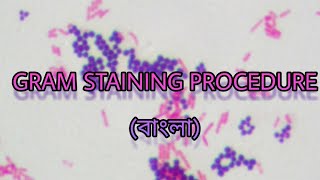 Gram staining Technique procedures in বাংলা  Microbiology [upl. by Kraul182]