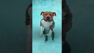 Pitties Happy Place Is Poolside With Mom  The Dodo [upl. by Nevad]