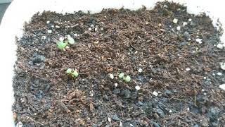 Blue Skullcap Seedlings  Scutellaria Lateriflora first look [upl. by Corilla]