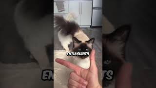 Friendliest Cat Breeds 🥰 🐱 cat pets cute [upl. by Idonna882]