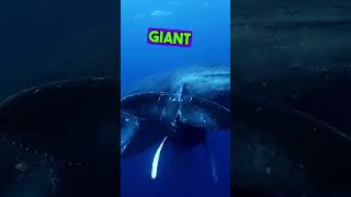 Sperm whales are the world’s largest predator [upl. by Illah683]