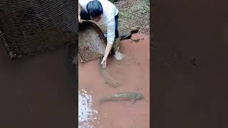 The process of catching grass carp in streams [upl. by Ashlie815]