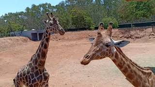 حديقة الحيوانات بالرباطمطعم الطبيب اِختصاصي في النقانق vlog jardin zoologique rabat 2019 [upl. by Galina252]