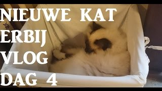 Nieuwe kat erbij  kattenvlog  dag 4 [upl. by Notla]