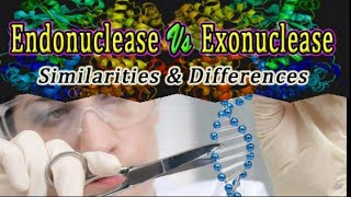 Differences between Endonuclease and Exonuclease •rDNA Technology CSIR NET JRFICMR DBTGATE [upl. by Tomkins]