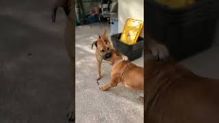 Boerboel sisters fight [upl. by Barret877]