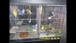 Breeding Lovebirds in the Philippines [upl. by Aseret623]