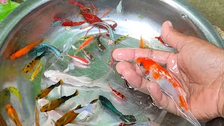 Find Colorful Ornamental fish Goldfish betta fish Catfish lobster koi fish animals Videos [upl. by Aihc]