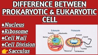 Difference between prokaryotic and eukrayotic cell [upl. by Lazaruk833]