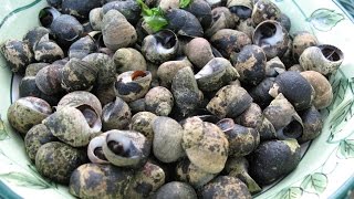 How to Forage and Cook Periwinkles [upl. by Ecire851]