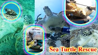 Kind men rescue sea turtles entangled in nets and fishing lines shorts turtle seaturtles pets [upl. by Anotyal]