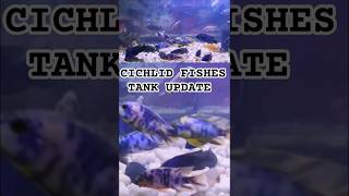 CICHLID FISHES TANK UPDATEcichlidaquariumcichlidfishaquariumfishpetfishaquaticcreaturespet [upl. by Mobley66]