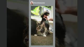 Person Petting a Cat 😍❤️ cat kitty kittencat [upl. by Chucho]