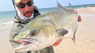 Fantastic fishing combat of an amazing Leerfish  garrik  lîche  leccia in Morocco [upl. by Itsirk]