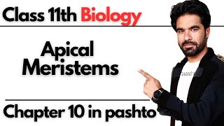 Apical Meristems Structure Size amp Shape  Class 11th Biology [upl. by Esyle]