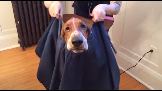 basset hound haircut [upl. by Timmons234]