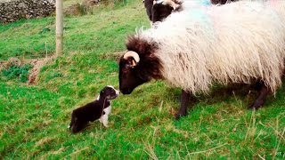 Mans Best Workmate  Border Collie puppies  Big Week on the Farm  RTÉ One [upl. by Ander822]