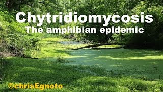 Chytridiomycosis  Chytrid the amphibian genocide [upl. by Millie239]