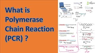 Polymerase Chain Reaction PCR [upl. by Lira]