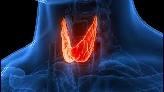 THYROID GLAND PHYSIOLOGY [upl. by Ilahtan]