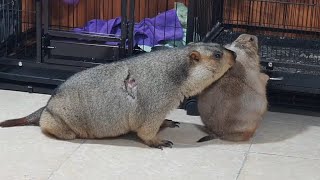 marmot has scratched the prairie dogs itch [upl. by Ahseinar]