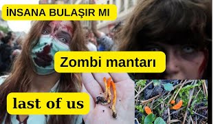 Zombi Mantarı Cordyceps Tırtıl mantarı Last of us mushroom Cordyceps militaris Zombie fungus [upl. by Gertrude]