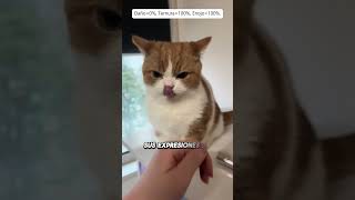 Este gato esta MUY enojado 😡 gatos funny viral [upl. by O'Neill]