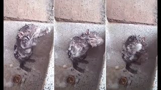 Video de Rata bañándose como humano ¿Es real 2018 [upl. by Ettinger]