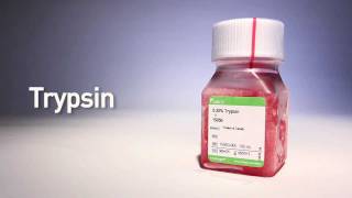 Trypsin by gibco® [upl. by Ihel]