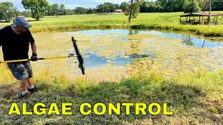 How To Remove Pond Algae Naturally  Top Tips For A Clean amp Healthy Pond [upl. by Pestana]