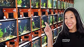 Picking the 5 COOLEST Fish at Aquarium CoOp [upl. by Danice]