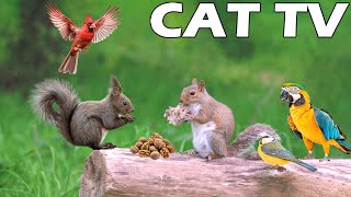 TV FOR PETS When Home Alone 🐶😸 Entertain Your Cats amp Dogs with Squirrels amp Birds 🐿🦜 Prevent Boredom [upl. by Sheply420]