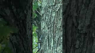 A WhiteBreasted Nuthatch Hops Down a Tree in the Hudson Valley New York [upl. by Naryk262]