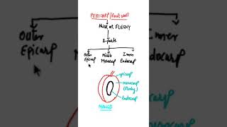 Pericarp or Fruit wall or Ovary wallEpicarp Mesocarp Endocarp biologyshort [upl. by Harrus337]