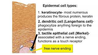 Cells of the Epidermis [upl. by Lenad]