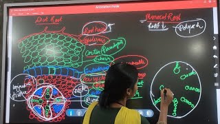 Biology  Comparative study of Anatomy of dicot and monocot plants with easy diagram [upl. by Airakaz920]