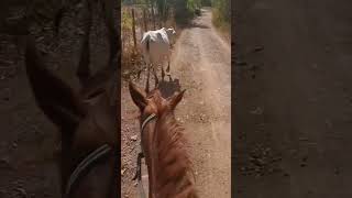 Pesagem de novilha gado fazenda cavalo ceara agro [upl. by Dickson827]