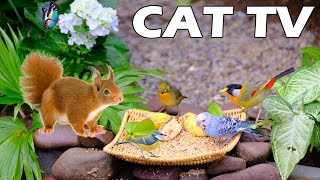 TV FOR CAT 😸🎥 Squirrel And Bird Visit The Bird Feeder 🐿🦜 Bird Chirping Sounds Entertain Your Cats 🌸 [upl. by Audette]