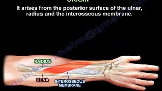 Abductor Pollicis Longus  Everything You Need To Know  Dr Nabil Ebraheim [upl. by Takeo]