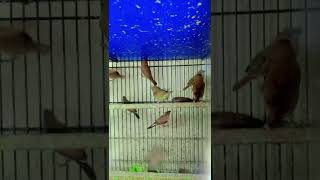 Najeebkhan entertainment sapiro birds birdsentertainment parrot parrotentertainment [upl. by Alliuqal879]