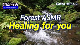 Forest ASMR 계곡 물소리 [upl. by Kurr]