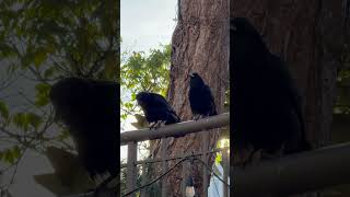 Itchy Ears crows [upl. by Tirzah]