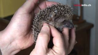 Switzerlands biggest hedgehog sanctuary [upl. by Jae]