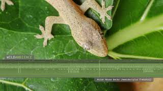 Asian House Gecko  Sounds [upl. by Yssak]